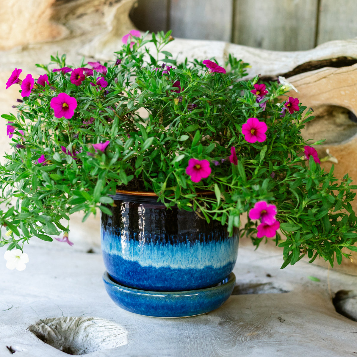 6 Inch Ring Planter