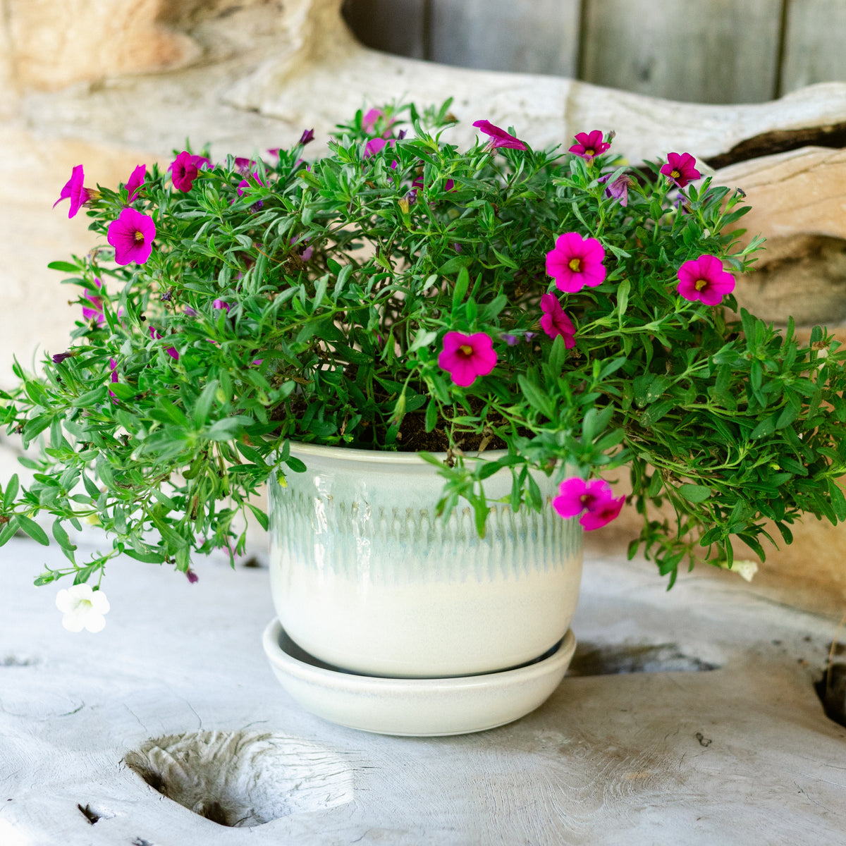 6 Inch Ring Planter